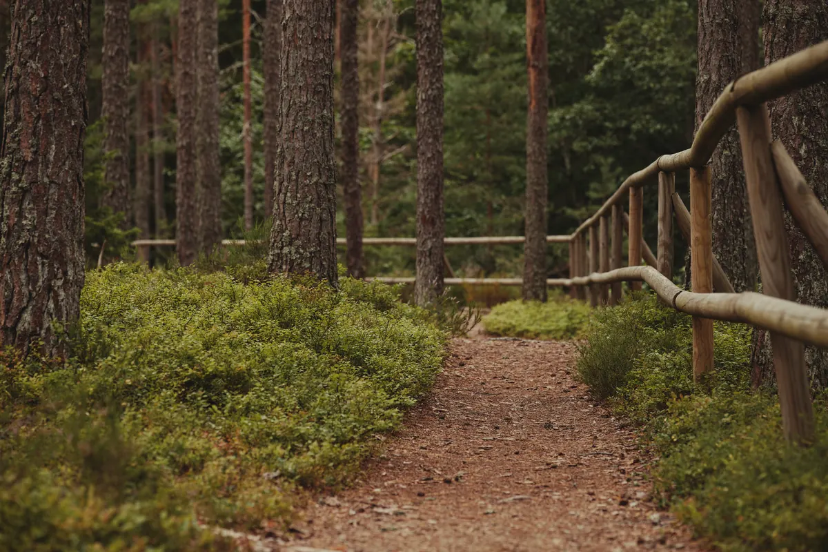 Walking Little Ashford's Footpaths: A Beginner's Guide to Maps, Stiles and Safety